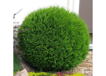 ��� �������� "Globosa"