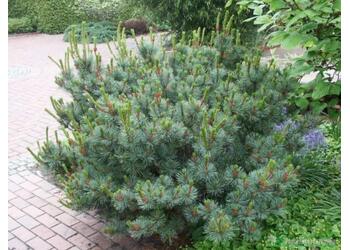 ����� �������� ����������� "Glauca"