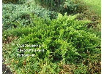 ������������ �������� "Tamariscifolia"