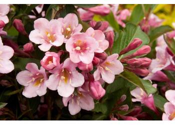 ������� ��������� "Tango"