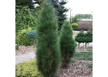 ����� ������ "Green �ower"