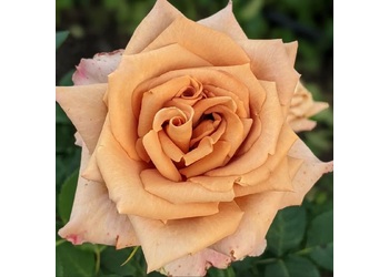 ���� �����-��������� "Toffee"