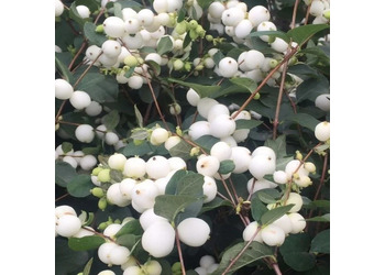 ������������� "White hedge"