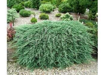 ������������ �������������� "Wiltonii"