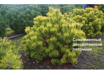 ����� ������ "Winter Gold"
