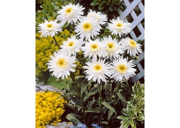 ������� "Wirral Supreme"