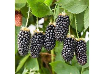 ������� "Karaka Black"