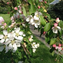 ������ ����������� "Pendula"