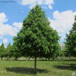 ���� ������������ "Greenspire"