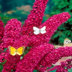 ������� ������" Royal Red "