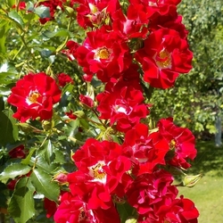 ���� ��������� "Rambling Rosie"