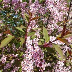 �������� ������������ "Colorata"