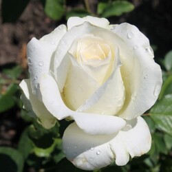 ���� �����-��������� "Anastasia"