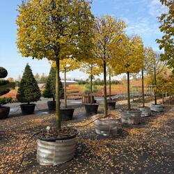 ���� ������������ "Greenspire" ����� "���"