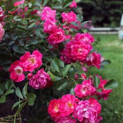 ���� �������������� "Fuchsia Meillandecor"