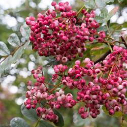 ������ "Pink veil"