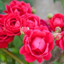 ���� ��������� "Scarlet"