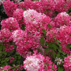 ��������� ����������� "Strawberry Blossom"
