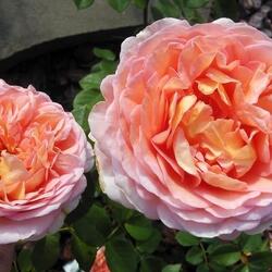 ���� ���������� "Abraham Darby"