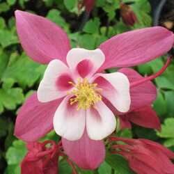 ��������� ��������� "||Spring Magic Rose and Ivory"