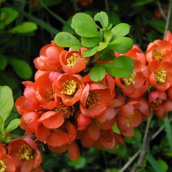 ���� �������� "Red Joy"