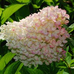 ��������� ����������� "Grandiflora"