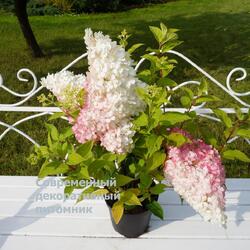 ��������� ����������� "Vanille Fraise"