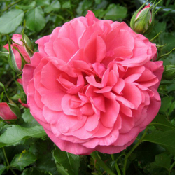 ���� ��������� "Rosarium Uetersen"