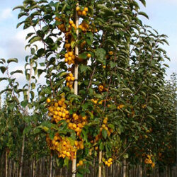 ������ ������������ "Golden Hornet"