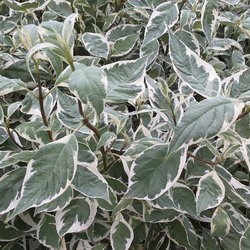 ����� ����� "Argenteomarginata"