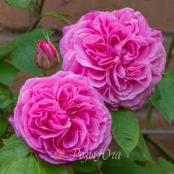 ���� ���������� "Gertruda Jekyll"