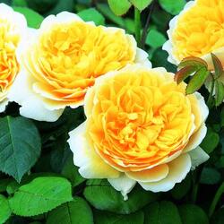 ���� ���������� "Charlotte"