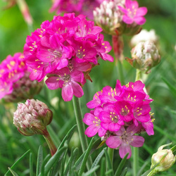 ������� ���������� "Armada Pink"