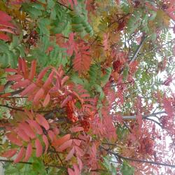 ������ ������������ "Asplenifolia"