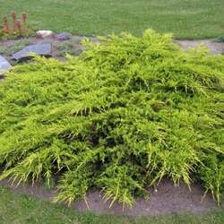 ������������ ������� "Pfitzeriana Aurea"