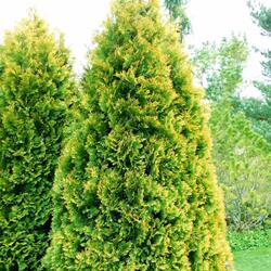 ��� �������� "Aureaospicata"
