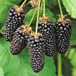 ������� "Black Butte"