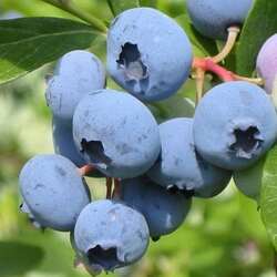 �������� ������������ "Bluecrop"