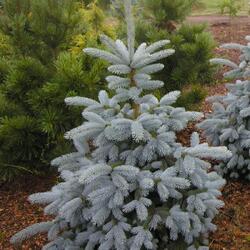 ��� ������� "Blue Mountain"