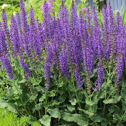 ������� ��������� (������)"Blue Queen"