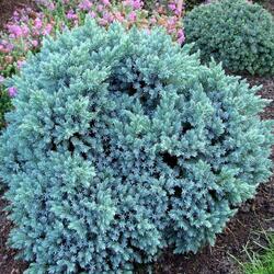 ������������ ���������� "Blue Star"