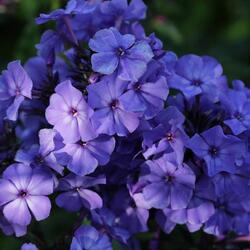 ����� ����������� "Blue Paradise"
