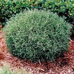 ��� �������� "Mr. Bowling Ball"