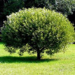 ��� ������ "Bullata" (����������)