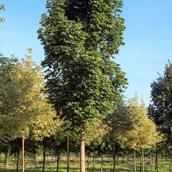 ���� ������������ "Columnare"