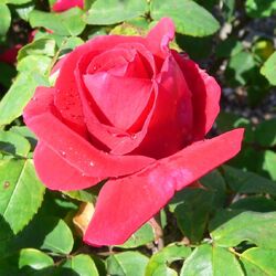 ���� �����-��������� "Hanna"