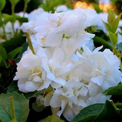 �������� "Virginal"
