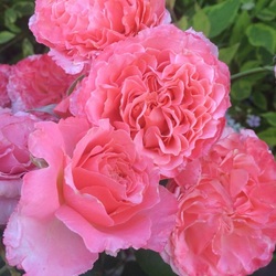 ���� ���� "Coral gelee"