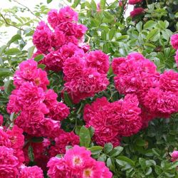���� ��������� "Excelsa"