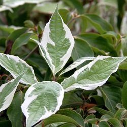 ����� ����� "Elegantissima"